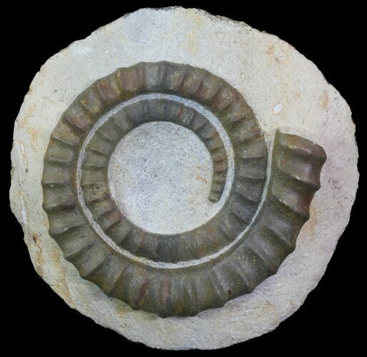 Devonian Ammonite (Anetoceras) - Morocco #64437